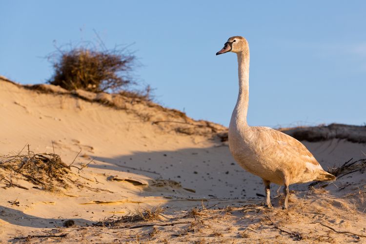 In ontwikkeling – Veldtochten