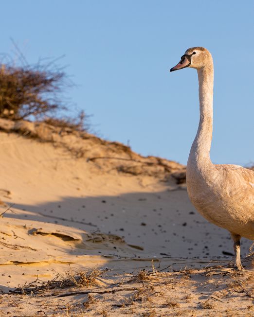 In ontwikkeling - Veldtochten