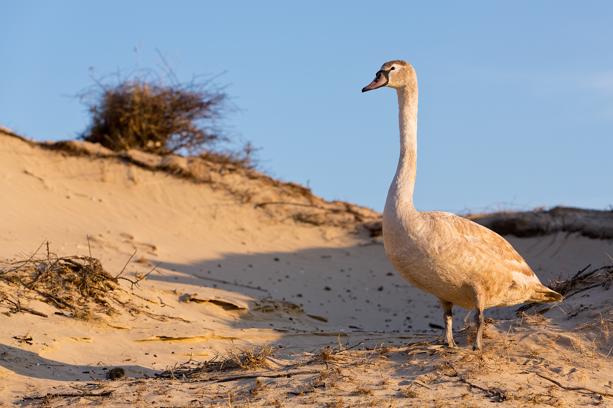 In ontwikkeling – Veldtochten