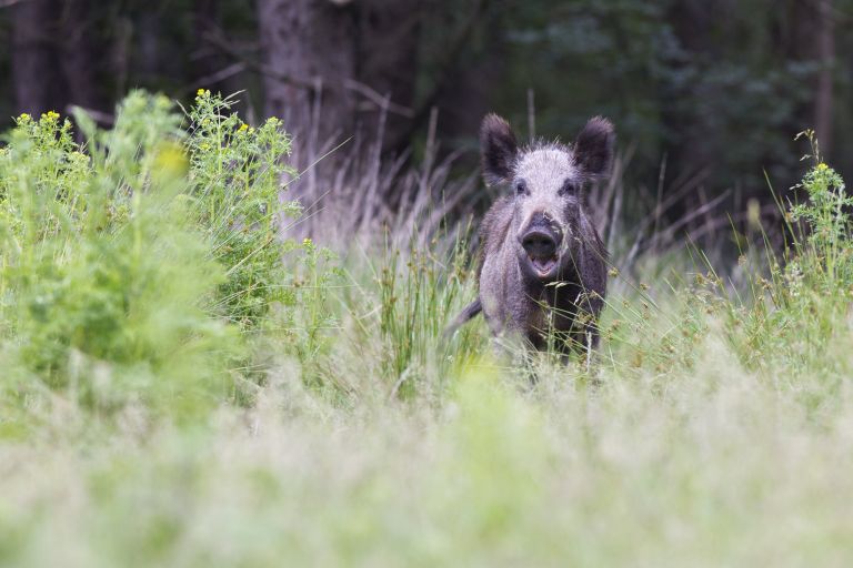 Wild zwijn